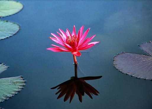 Lotus-Flower.jpg